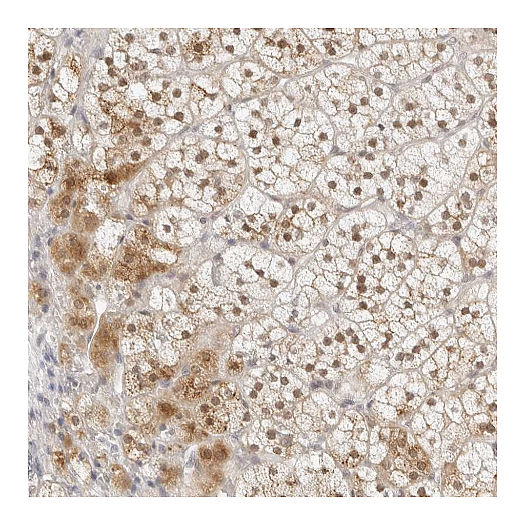 Atlas Antibodies Anti-POLR3C Antibody