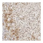 Atlas Antibodies Anti-POLR3C Antibody
