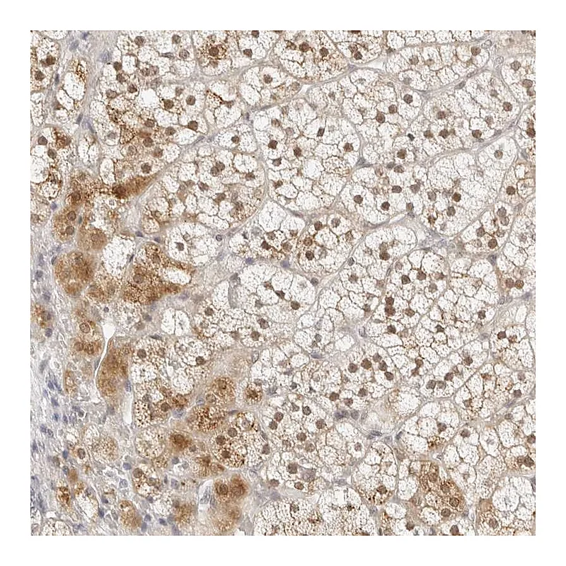 Atlas Antibodies Anti-POLR3C Antibody