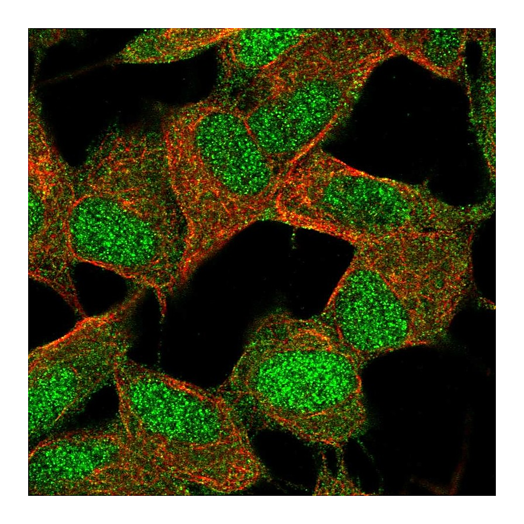 Atlas Antibodies Anti-POLR2K Antibody