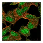Atlas Antibodies Anti-POLR2K Antibody