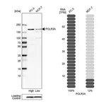 Atlas Antibodies Anti-POLR3A Antibody