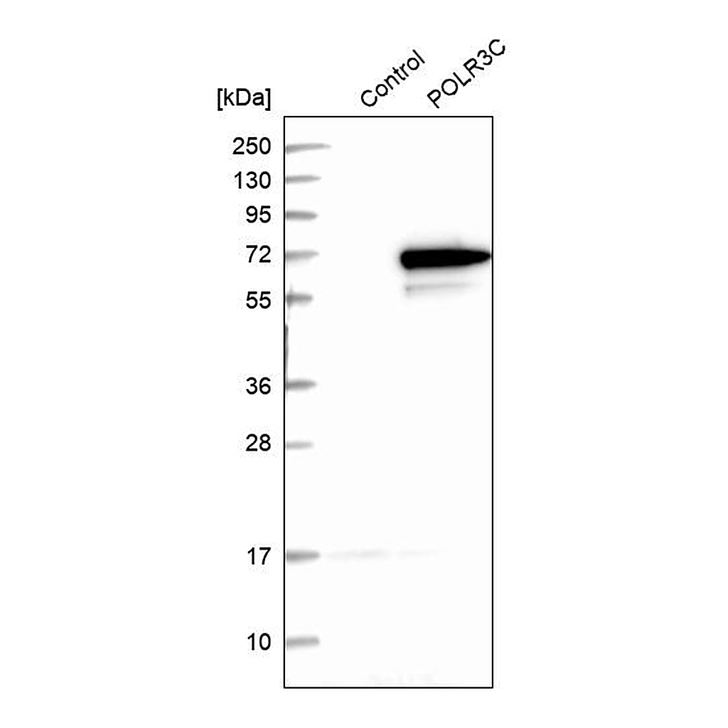 Atlas Antibodies Anti-POLR3C Antibody
