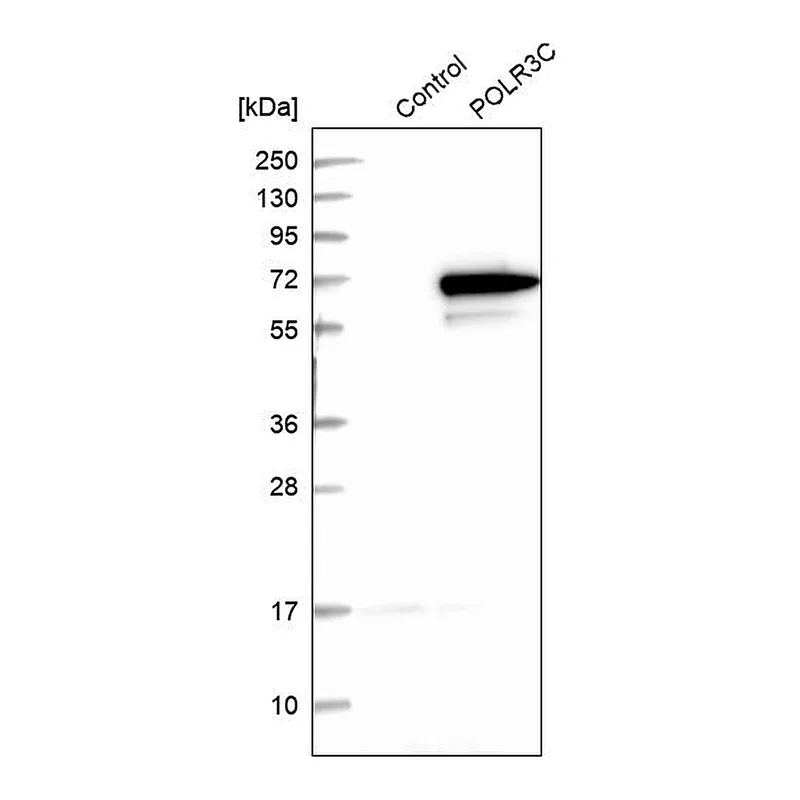 Atlas Antibodies Anti-POLR3C Antibody