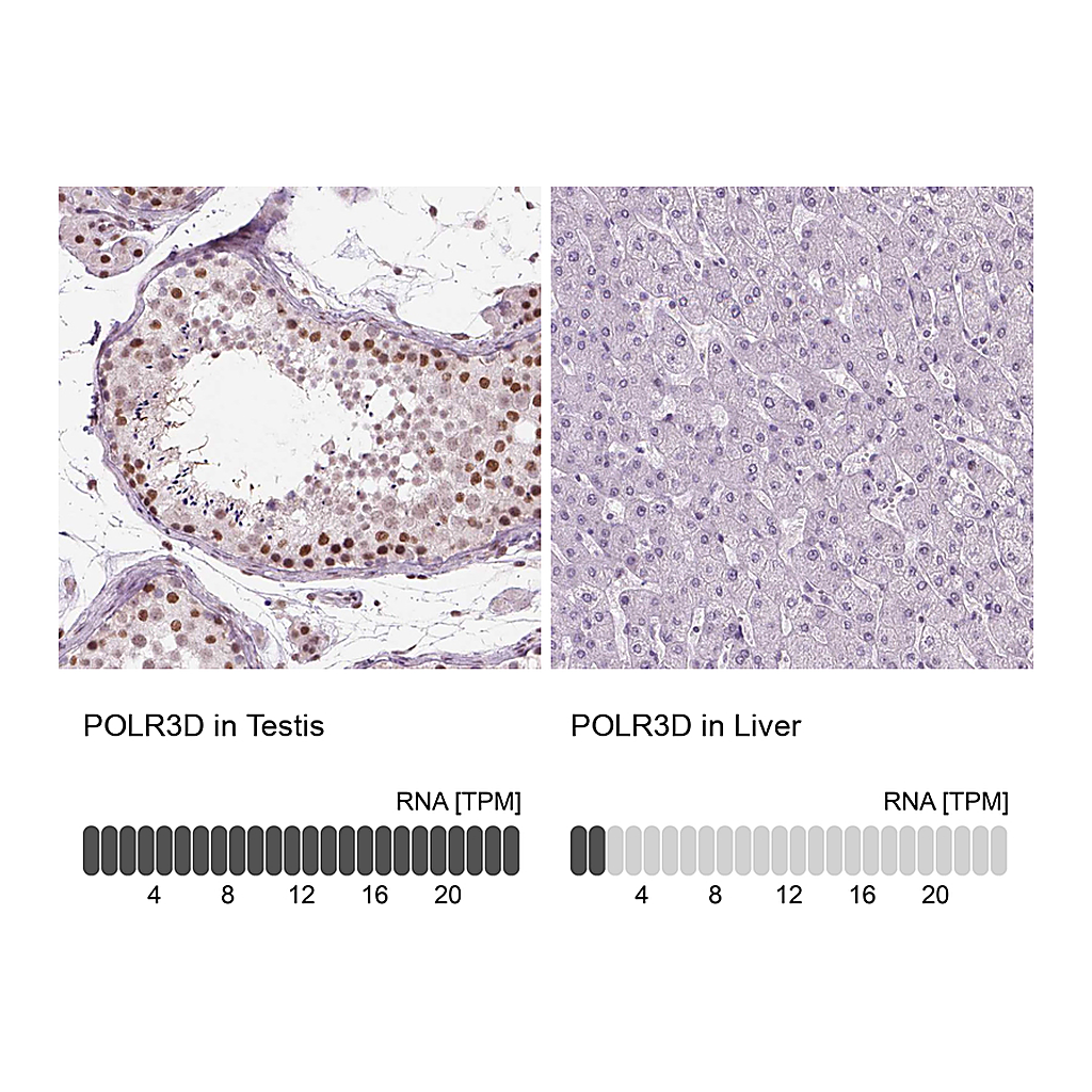 Atlas Antibodies Anti-POLR3D Antibody