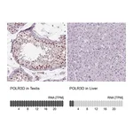Atlas Antibodies Anti-POLR3D Antibody