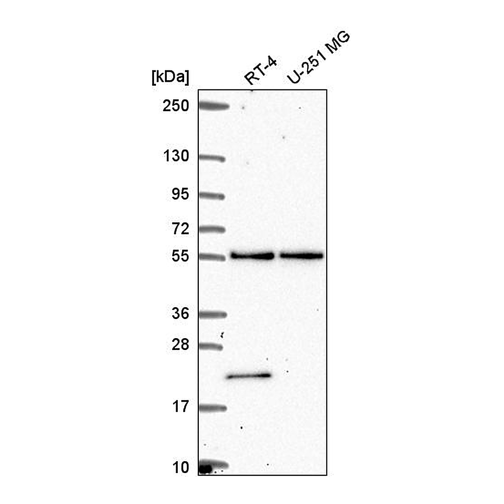 Atlas Antibodies Anti-POLR3D Antibody