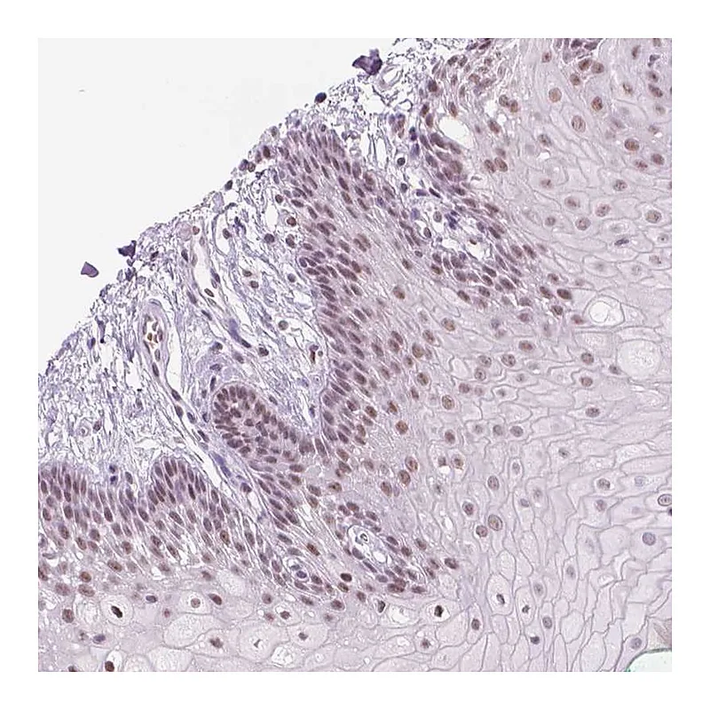 Atlas Antibodies Anti-POLR3D Antibody