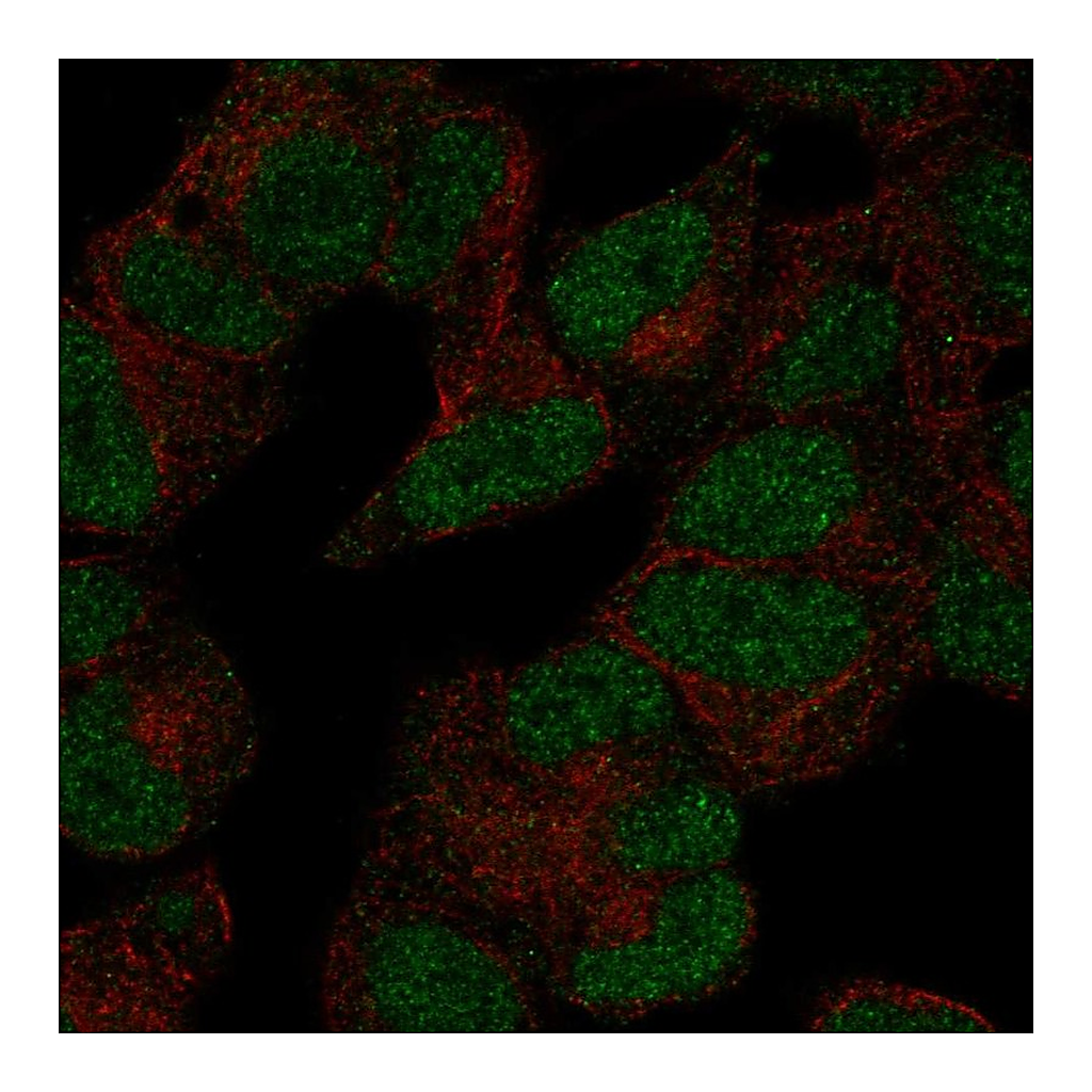 Atlas Antibodies Anti-POLR3D Antibody