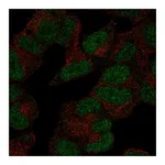 Atlas Antibodies Anti-POLR3D Antibody