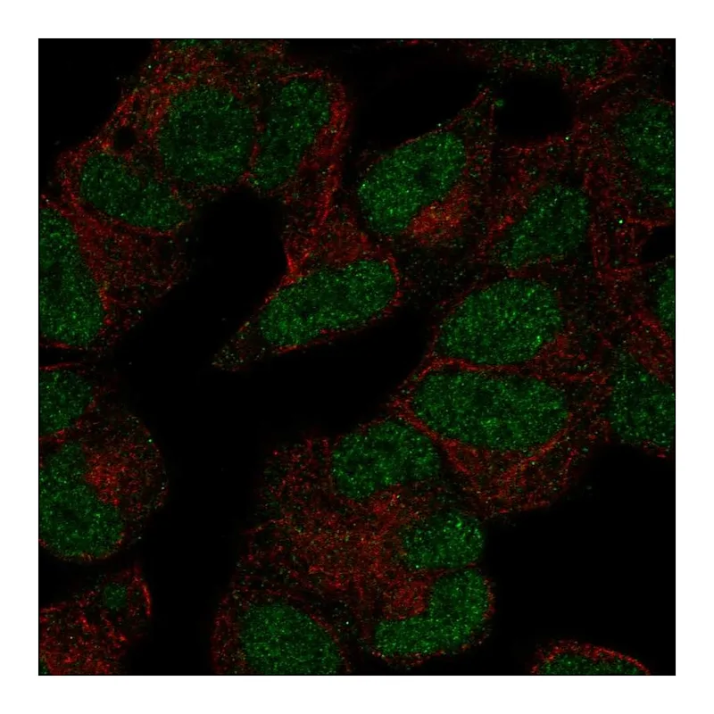 Atlas Antibodies Anti-POLR3D Antibody