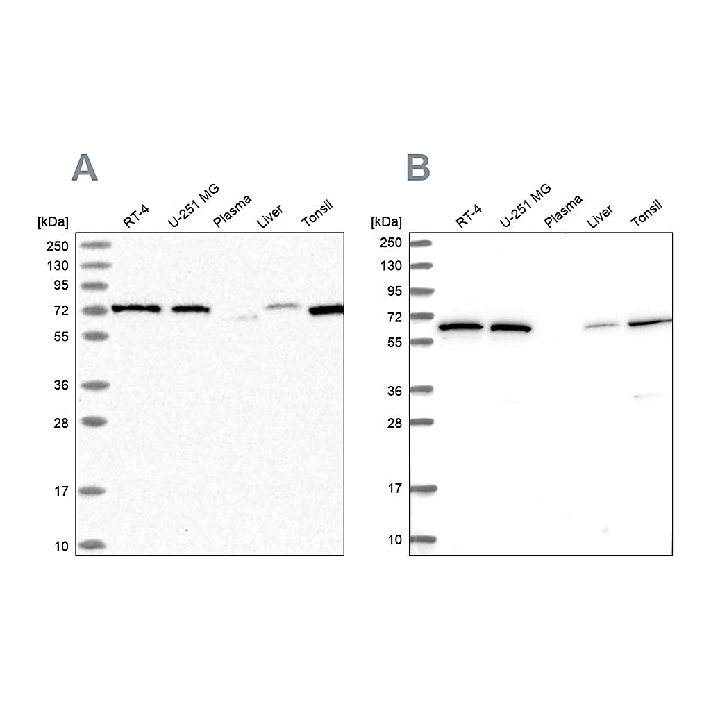 Atlas Antibodies Anti-POLR3E Antibody