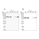 Atlas Antibodies Anti-POLR3E Antibody