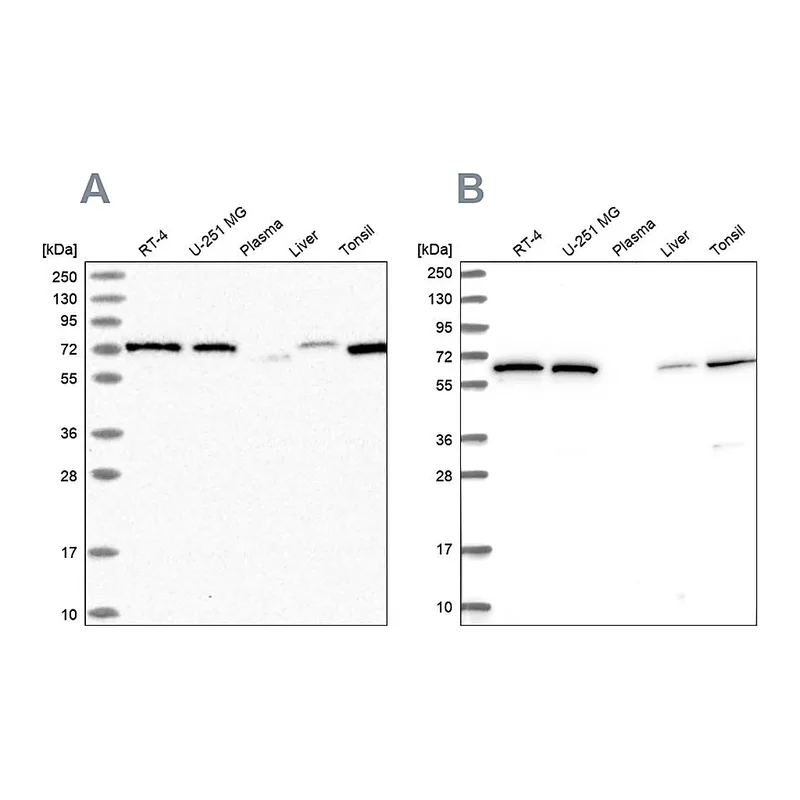 Atlas Antibodies Anti-POLR3E Antibody