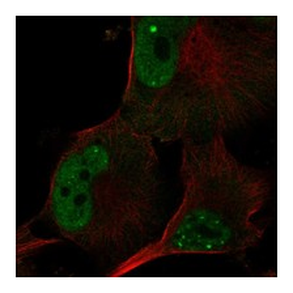 Atlas Antibodies Anti-POLR3G Antibody