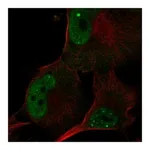 Atlas Antibodies Anti-POLR3G Antibody