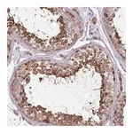 Atlas Antibodies Anti-POLR3F Antibody