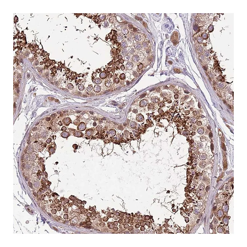 Atlas Antibodies Anti-POLR3F Antibody