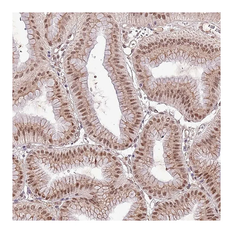 Atlas Antibodies Anti-POLR3H Antibody