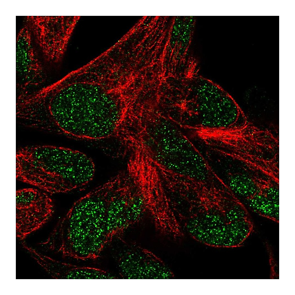 Atlas Antibodies Anti-POLR3F Antibody