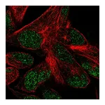 Atlas Antibodies Anti-POLR3F Antibody