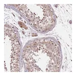 Atlas Antibodies Anti-POLR3F Antibody
