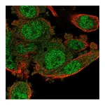 Atlas Antibodies Anti-POLR3G Antibody