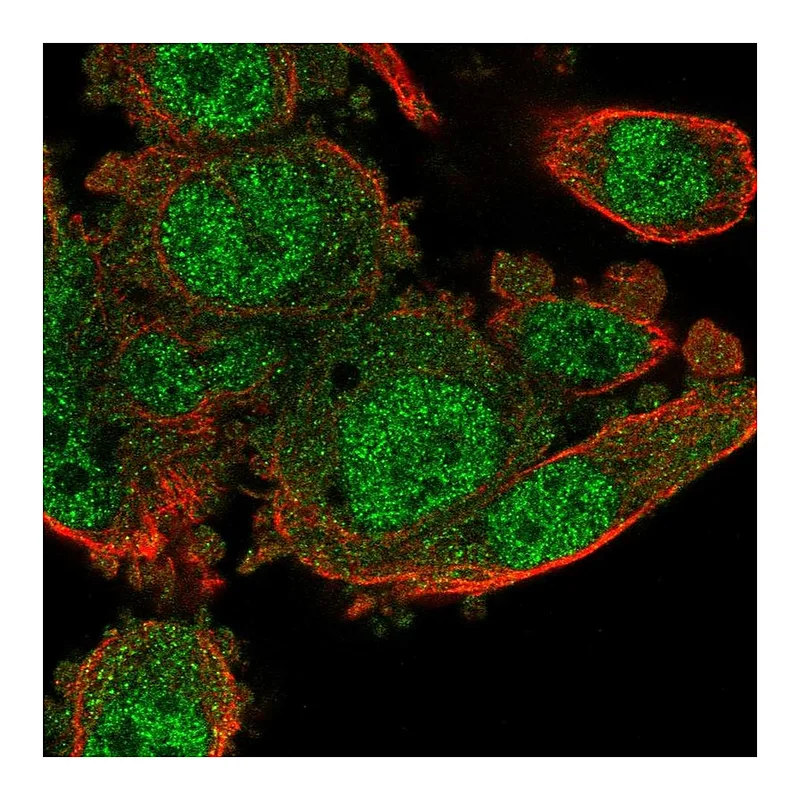 Atlas Antibodies Anti-POLR3G Antibody