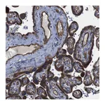 Atlas Antibodies Anti-POMK Antibody