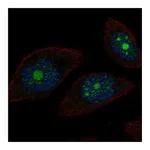 Atlas Antibodies Anti-POP1 Antibody