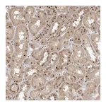 Atlas Antibodies Anti-POMP Antibody