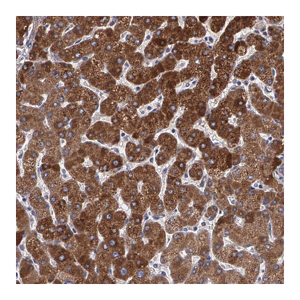 Atlas Antibodies Anti-PON1 Antibody
