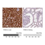Atlas Antibodies Anti-PON3 Antibody