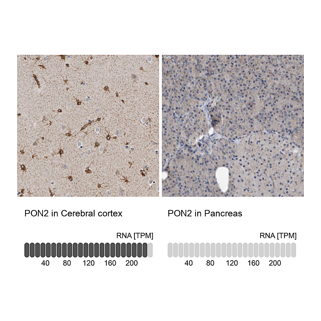 Atlas Antibodies Anti-PON2 Antibody