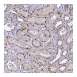 Atlas Antibodies Anti-POP4 Antibody
