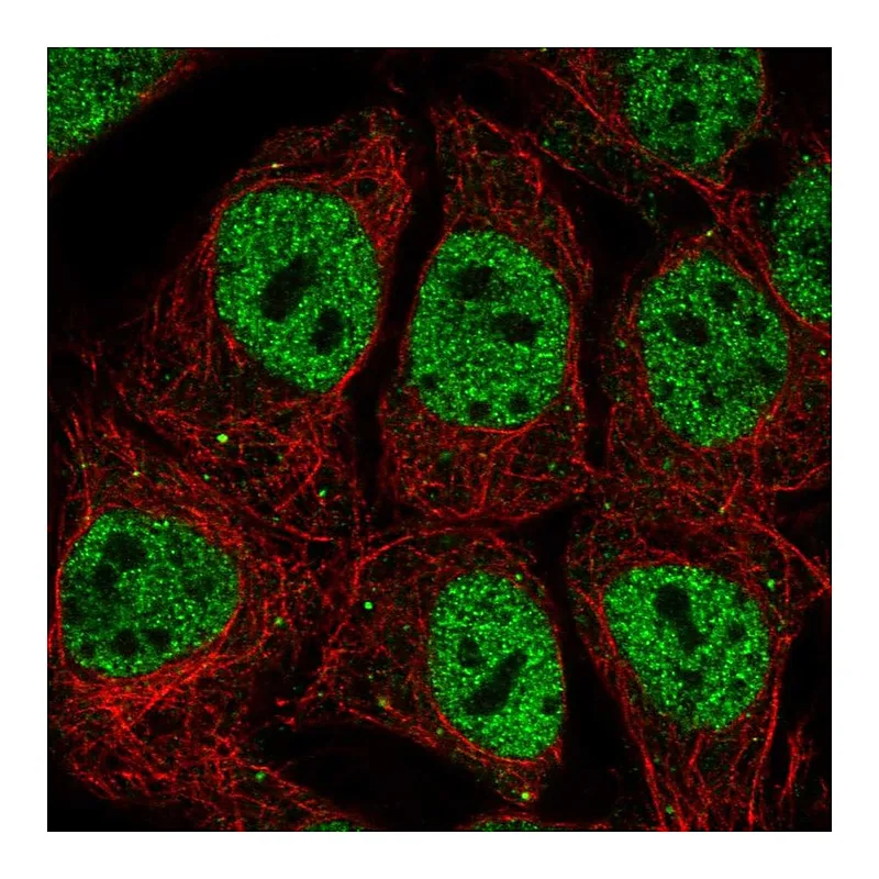 Atlas Antibodies Anti-POU2F1 Antibody