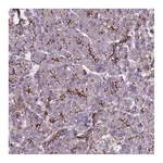 Atlas Antibodies Anti-POTEE Antibody