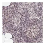 Atlas Antibodies Anti-POU2F1 Antibody