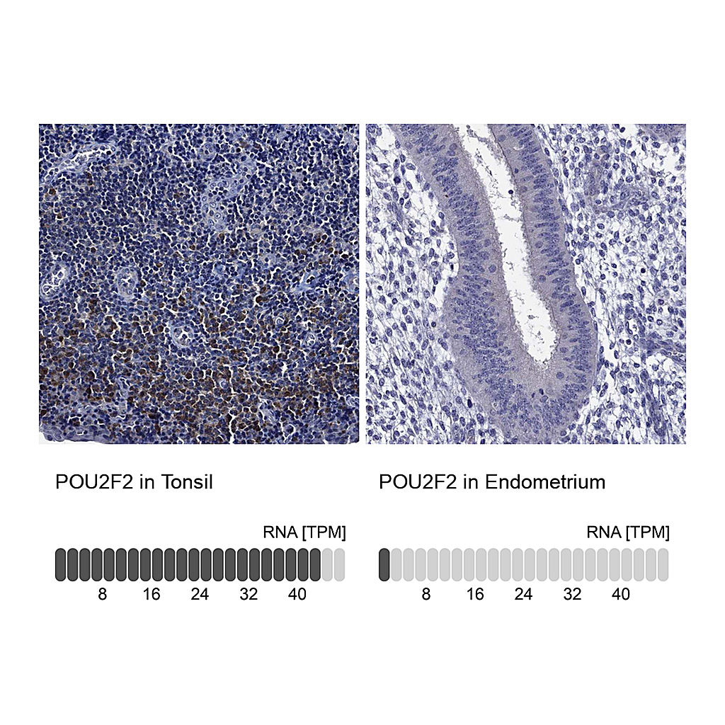 Atlas Antibodies Anti-POU2F2 Antibody