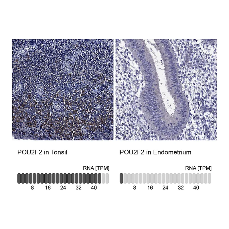 Atlas Antibodies Anti-POU2F2 Antibody