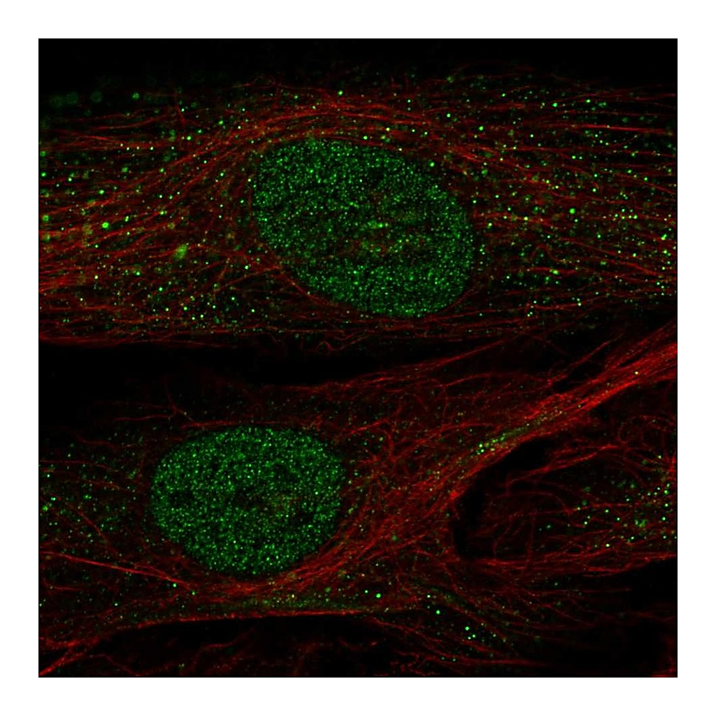 Atlas Antibodies Anti-POU2F2 Antibody