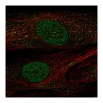 Atlas Antibodies Anti-POU2F2 Antibody