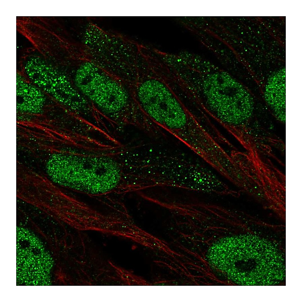 Atlas Antibodies Anti-POU2F2 Antibody