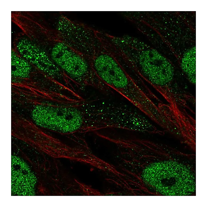 Atlas Antibodies Anti-POU2F2 Antibody