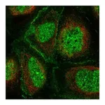 Atlas Antibodies Anti-POU2F3 Antibody