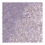 Atlas Antibodies Anti-POU2F2 Antibody