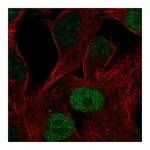 Atlas Antibodies Anti-POU3F1 Antibody