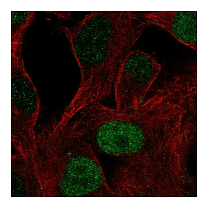 Atlas Antibodies Anti-POU3F1 Antibody