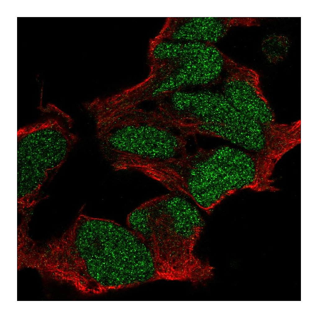 Atlas Antibodies Anti-POU3F2 Antibody