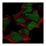 Atlas Antibodies Anti-POU3F2 Antibody